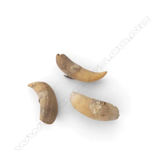3 WHALES TEETH L.100mm
