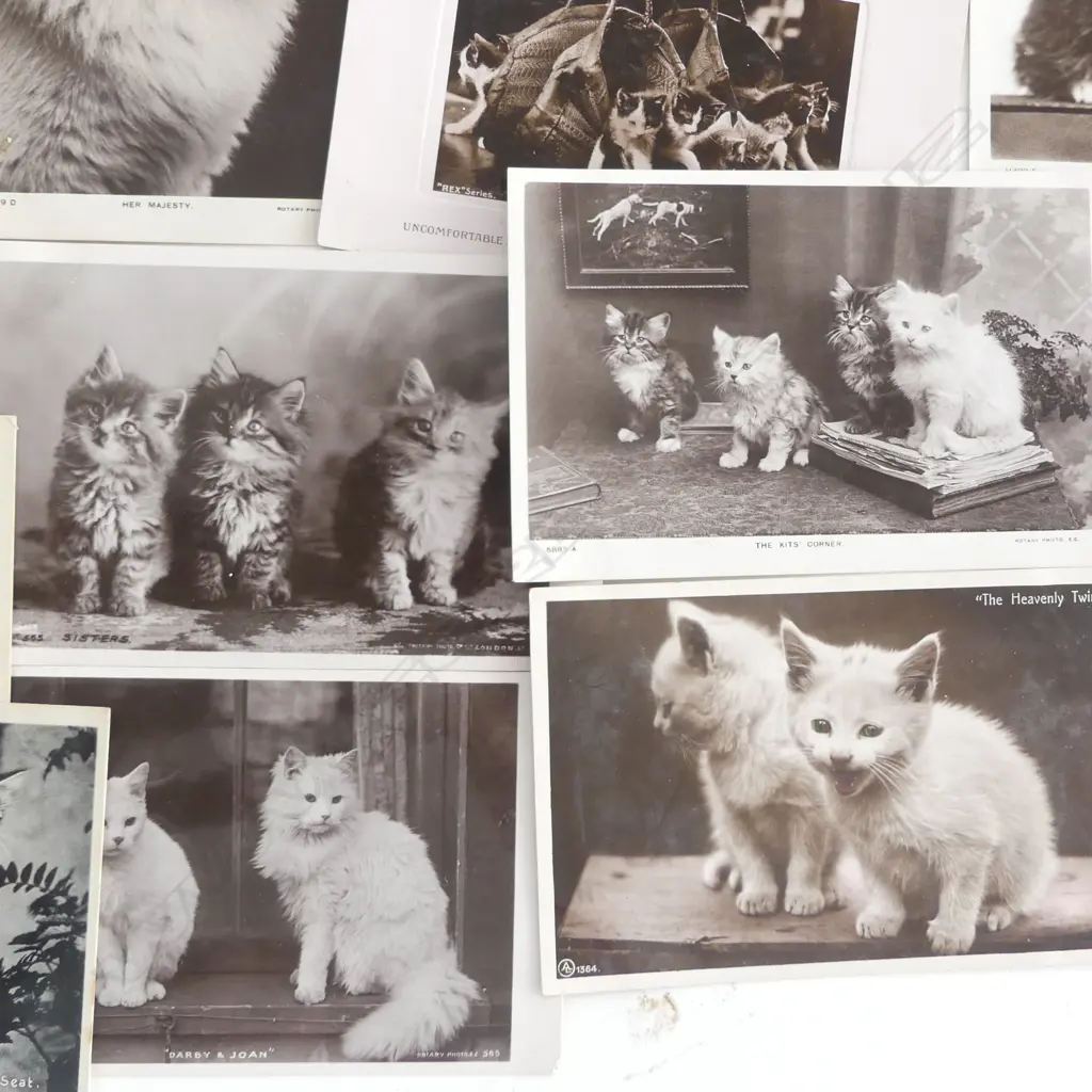 26 ANTIQUE PHOTOGRPAHIC CAT POSTCARDS ‘DARBY & JOAN’ ETC Image 1++