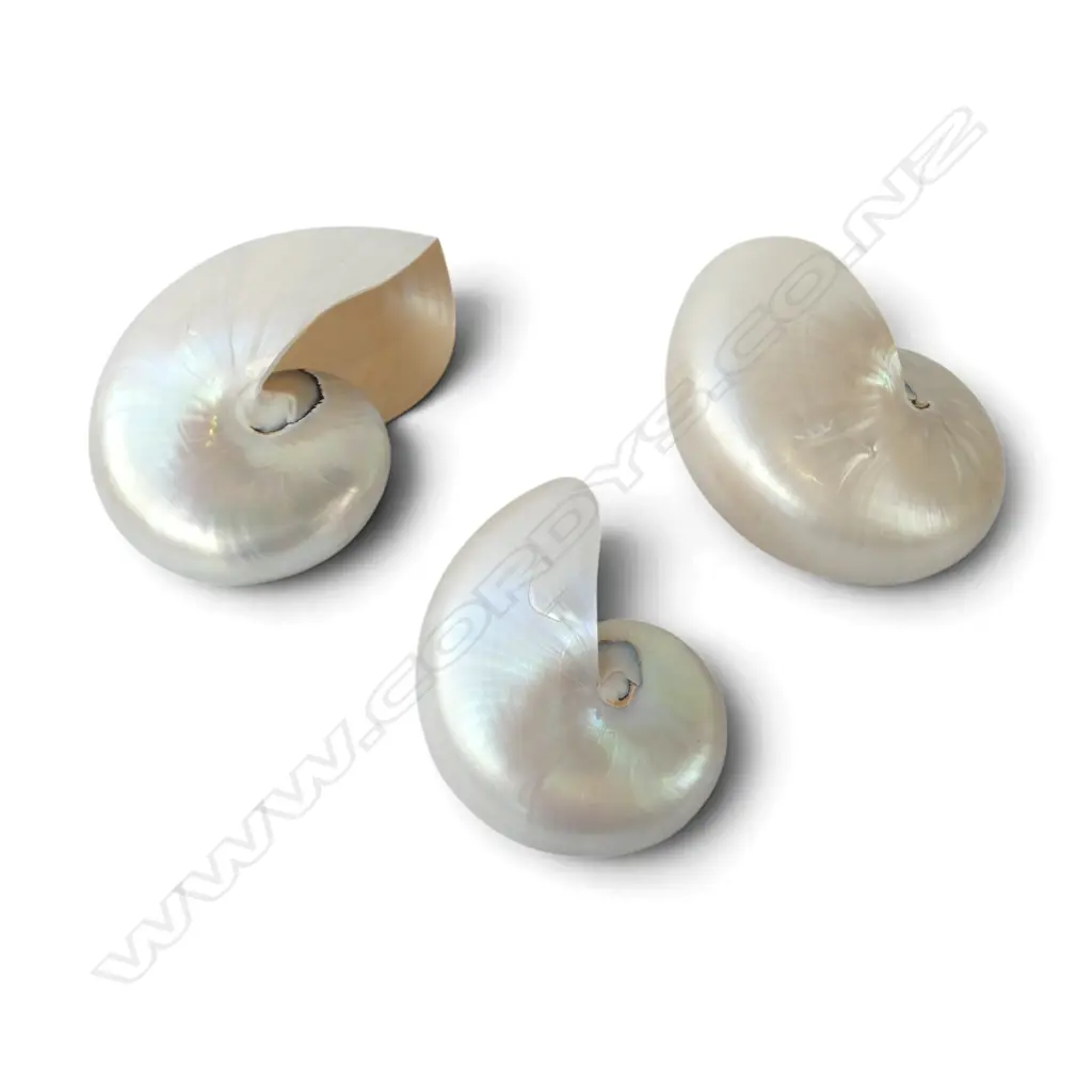 3 NAUTILUS SHELLS W.180mm Image 1++