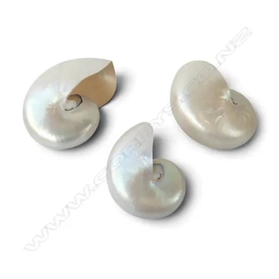 3 NAUTILUS SHELLS W.180mm
