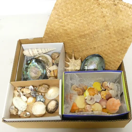 3 SMALL BOXES OF NATURAL WORLD PACIFIC  OCEAN SHELLS