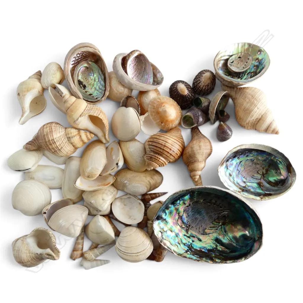 BOX OF NATURAL WORLD PACIFIC OCEAN SHELLS PAUA ETC Image 1++
