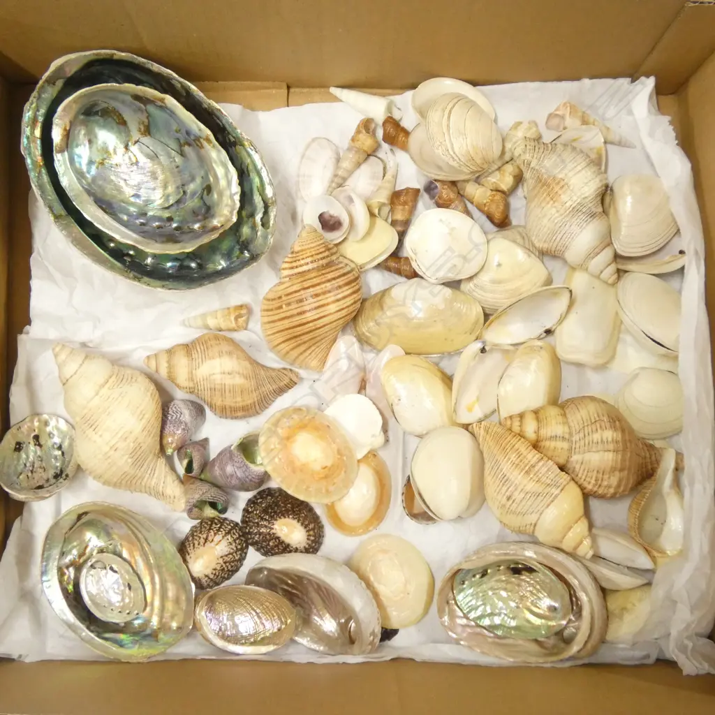 BOX OF NATURAL WORLD PACIFIC OCEAN SHELLS PAUA ETC Image 1++