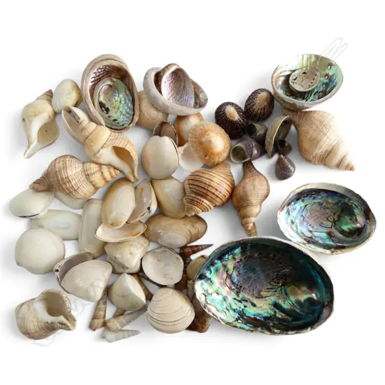 BOX OF NATURAL WORLD PACIFIC OCEAN SHELLS PAUA ETC