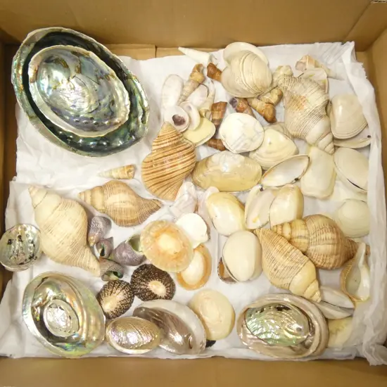 BOX OF NATURAL WORLD PACIFIC OCEAN SHELLS PAUA ETC