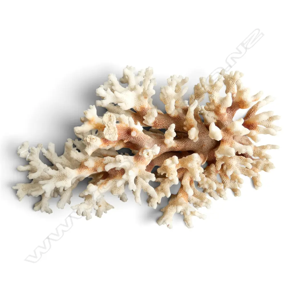 CORAL PIECE L.240mm Image 1++