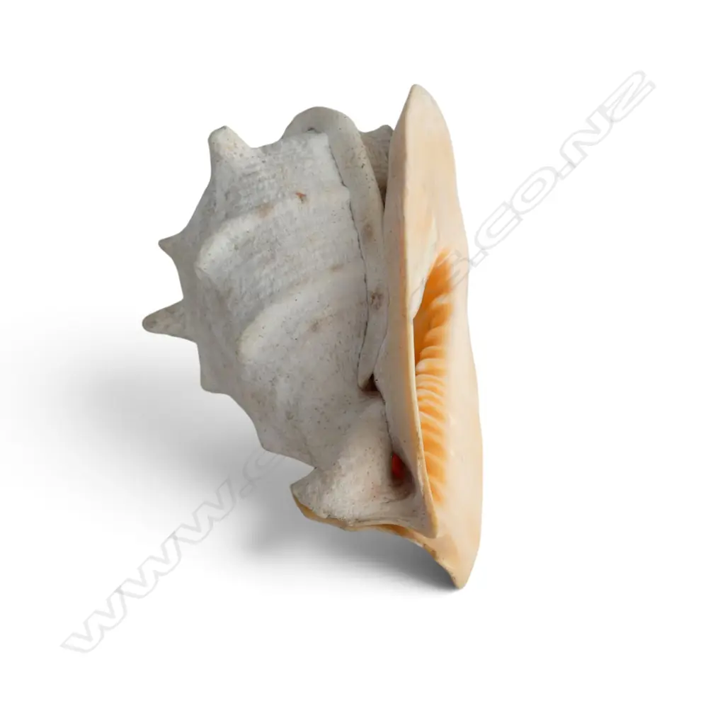 CONCH SHELL W.240mm Image 1++