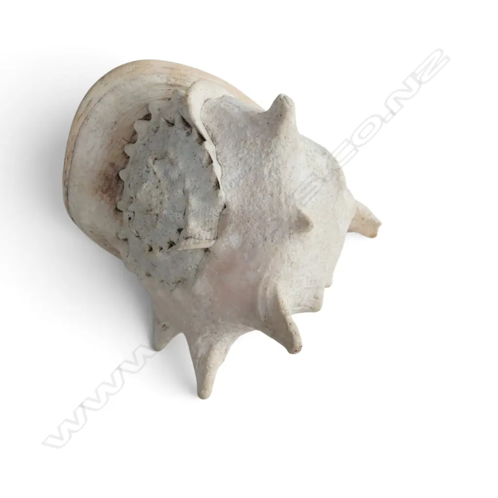 CONCH SHELL W.240mm Image 1++