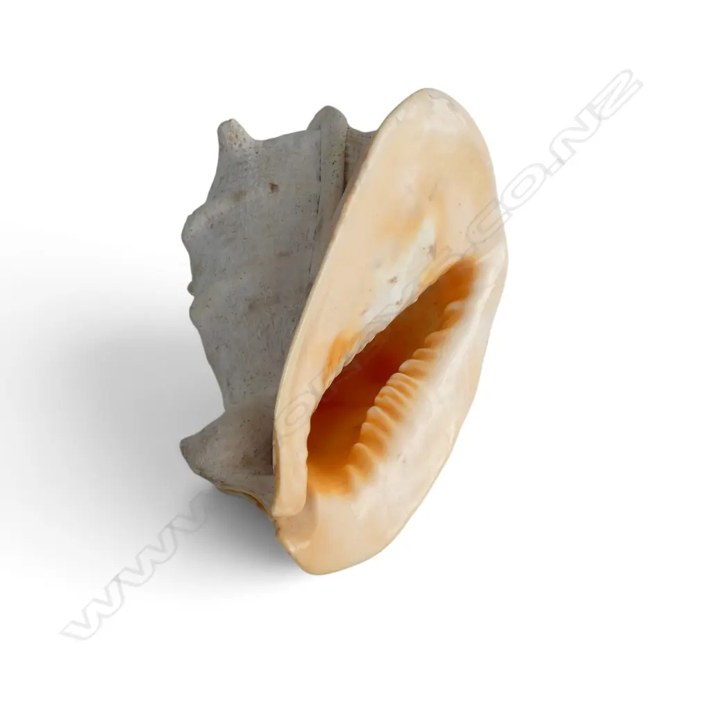 CONCH SHELL W.240mm Image 1++
