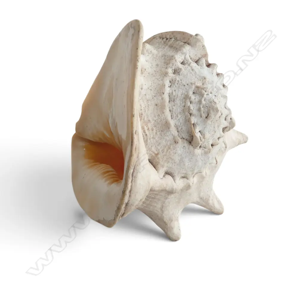 CONCH SHELL W.240mm Image 1++