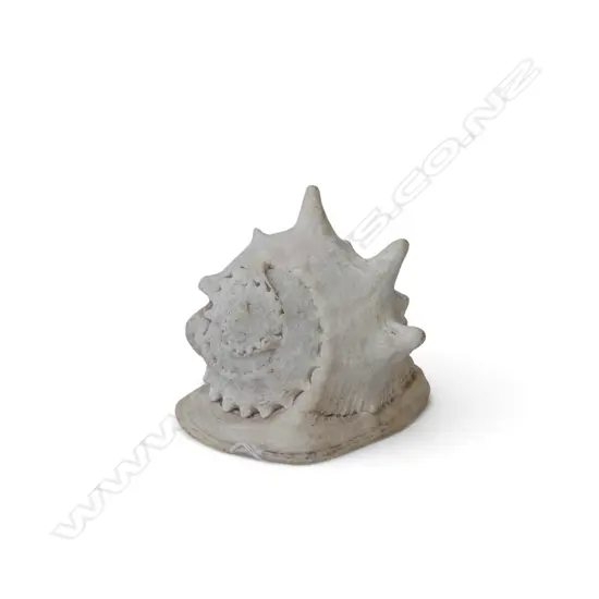 CONCH SHELL W.240mm