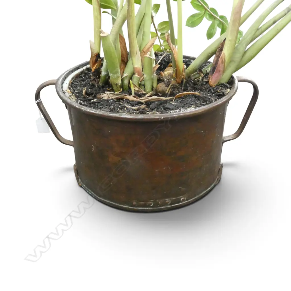 ZZ PLANT IN COPPER POT (POT H.210mm, W.420mm) Image 1++