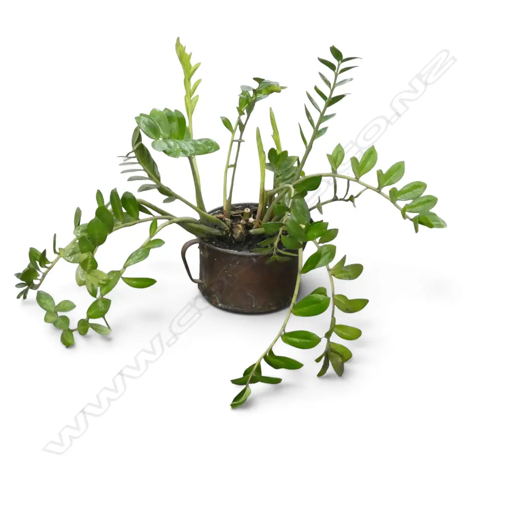 ZZ PLANT IN COPPER POT (POT H.210mm, W.420mm) Image 1++