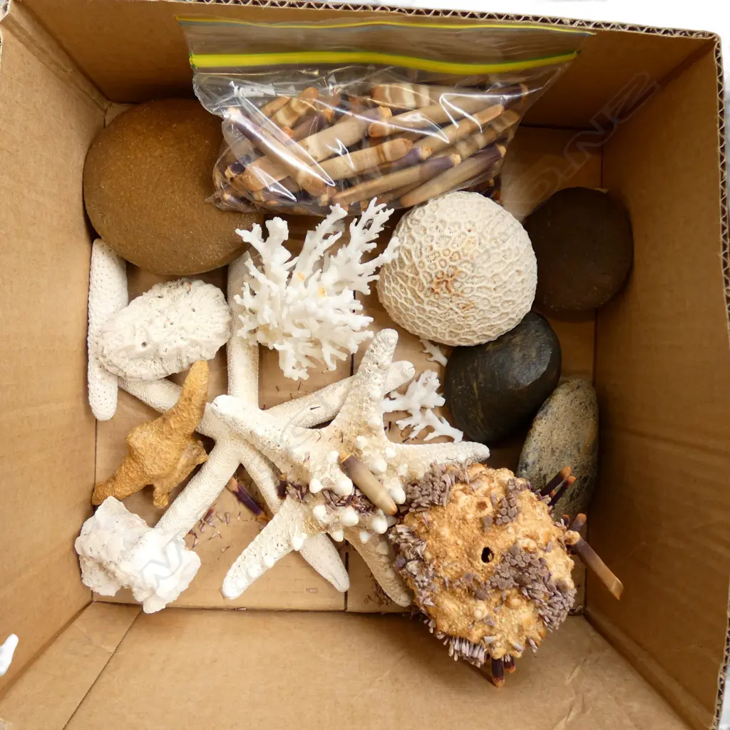 ASST. CORAL PIECES / STARFISH / VENTIFACTS (WIND FACETED STONES) Image 1++