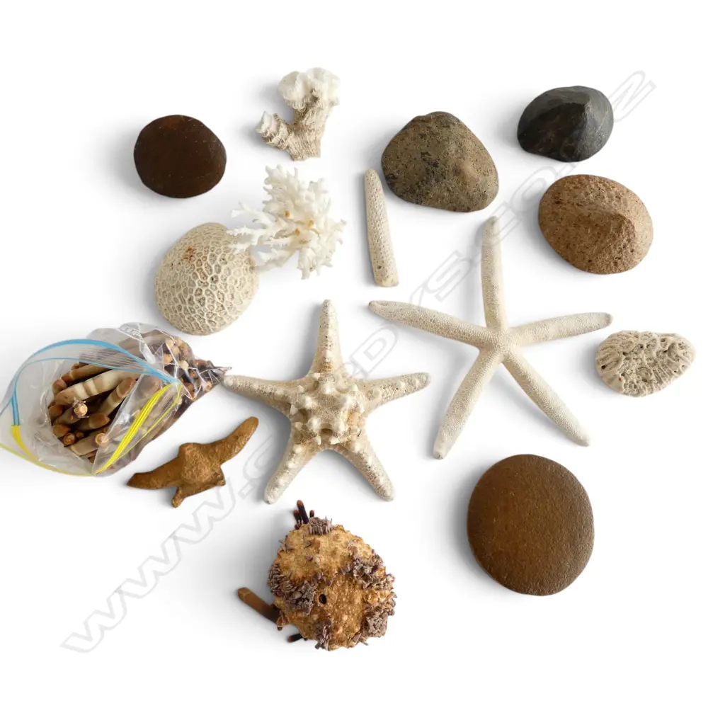 ASST. CORAL PIECES / STARFISH / VENTIFACTS (WIND FACETED STONES) & FOSSILISED VERTEBRAE Image 1++
