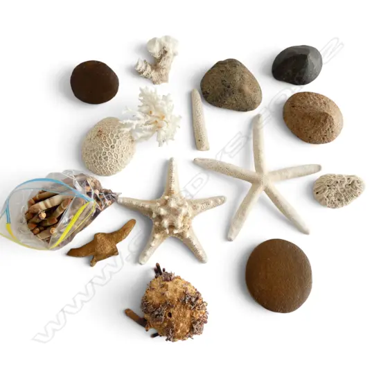 ASST. CORAL PIECES / STARFISH / VENTIFACTS (WIND FACETED STONES) & FOSSILISED VERTEBRAE