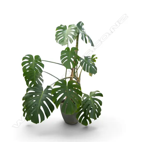LARGE MONSTERA PLANT H.1700mm