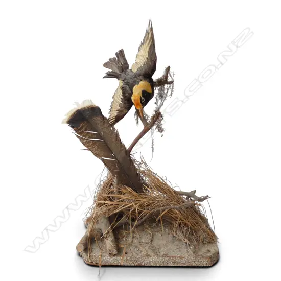 TAXIDERMY BIRD H.500mm