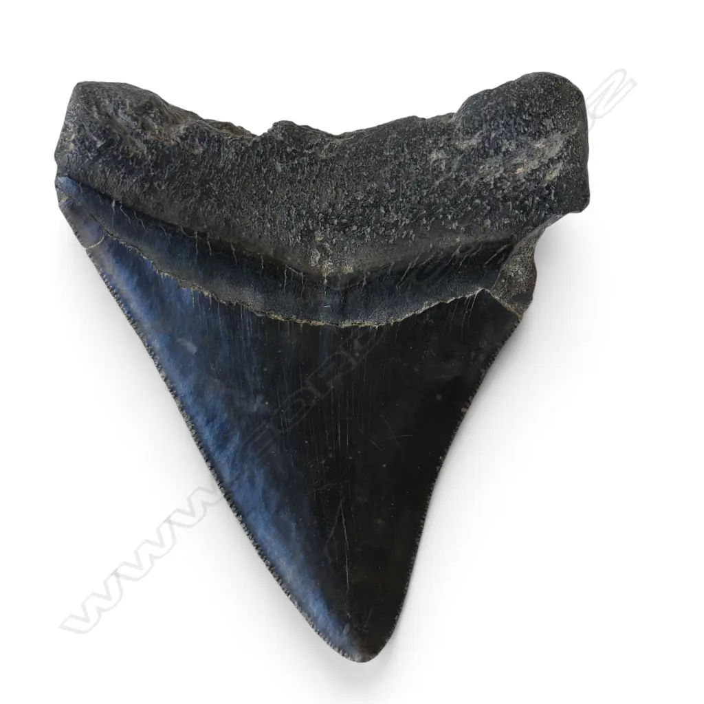 MEGALODON TOOTH L.85mm Image 1++