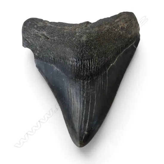 MEGALODON TOOTH L.85mm