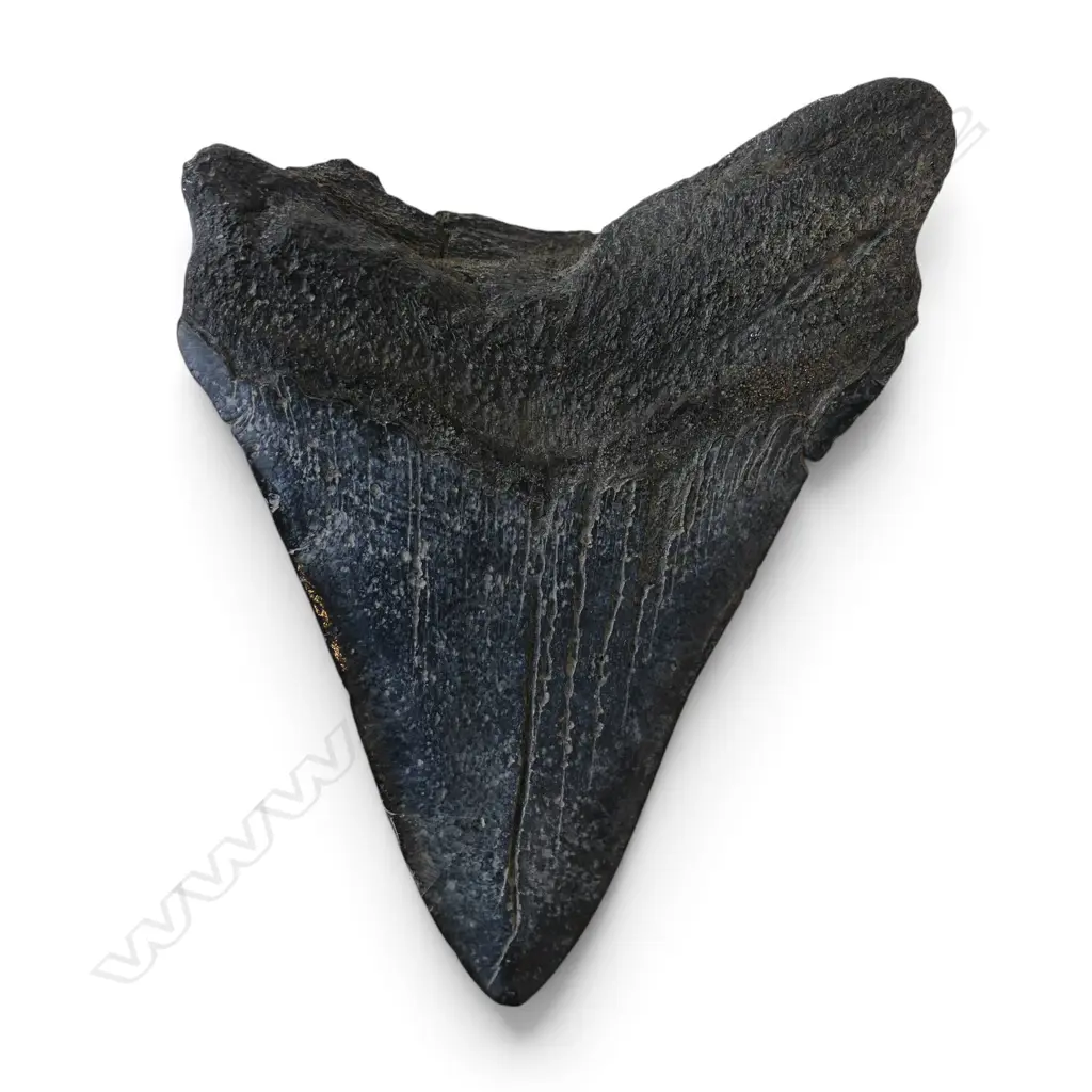MEGALODON TOOTH L.110mm Image 1++