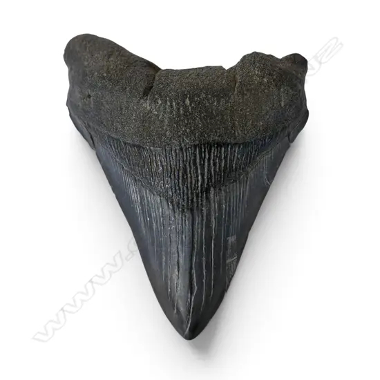 MEGALODON TOOTH L.110mm