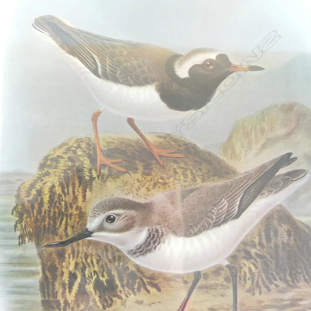 TWO FRAMED PRINTS from Sir Walter Lawry Buller's 'A History of the Birds of New Zealand Image 1++