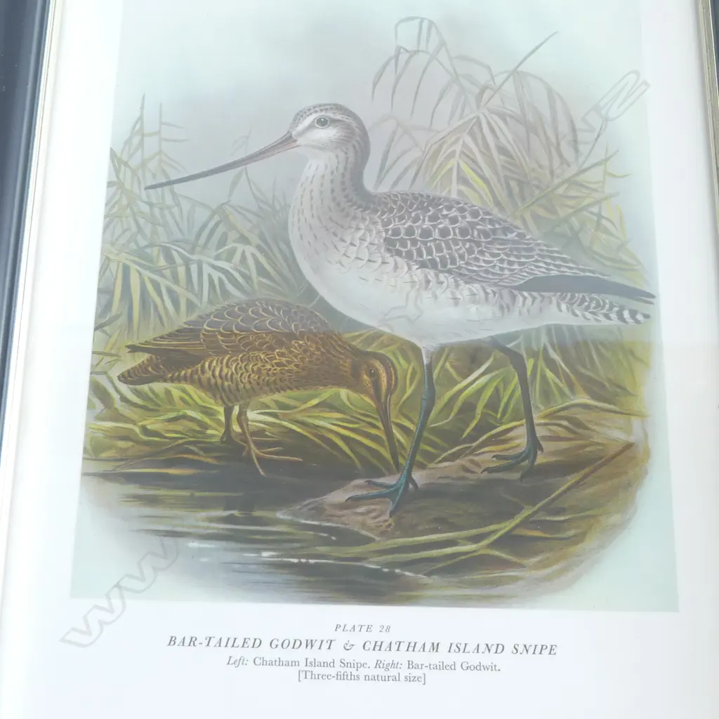 TWO FRAMED PRINTS from Sir Walter Lawry Buller's 'A History of the Birds of New Zealand Image 1++