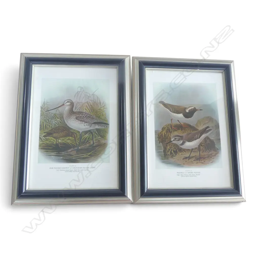 TWO FRAMED PRINTS from Sir Walter Lawry Buller's 'A History of the Birds of New Zealand Image 1++