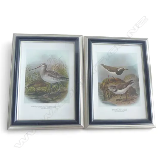 TWO FRAMED PRINTS from Sir Walter Lawry Buller's 'A History of the Birds of New Zealand