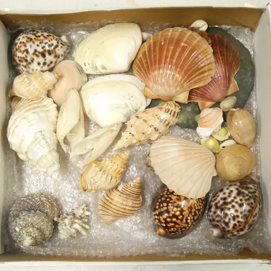 BOX OF NATURAL WORLD PACIFIC OCEAN SHELLS KAURI ETC