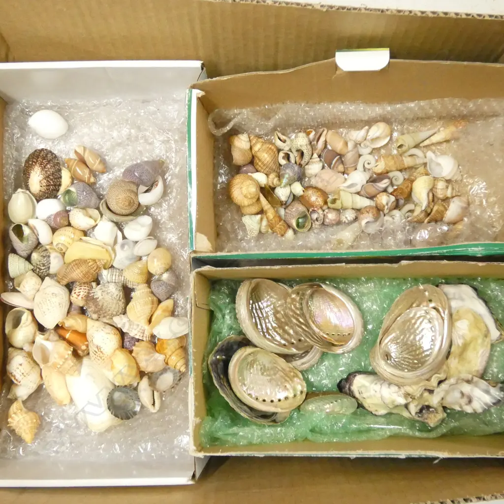 3 SMALL BOXES OF NATURAL WORLD PACIFIC  OCEAN SHELLS Image 1++