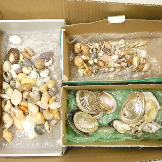 3 SMALL BOXES OF NATURAL WORLD PACIFIC  OCEAN SHELLS