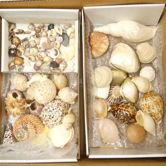 3 SMALL BOXES OF NATURAL WORLD PACIFIC  OCEAN SHELLS