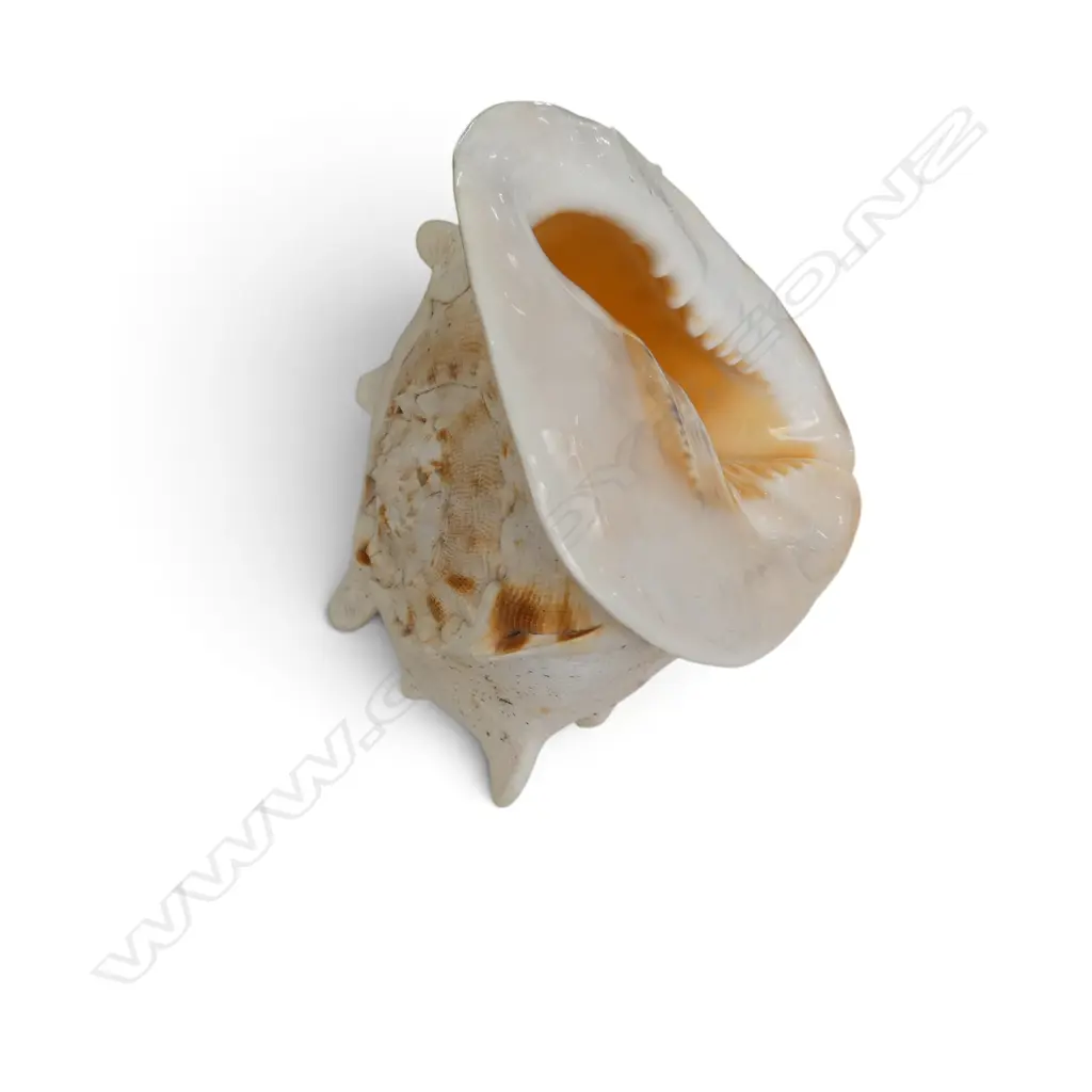 CONCH SHELL W.250mm Image 1++