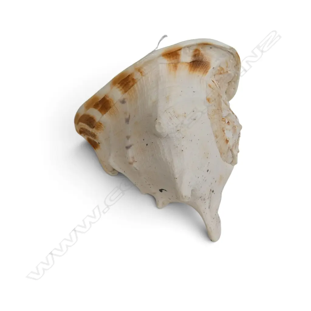 CONCH SHELL W.250mm Image 1++