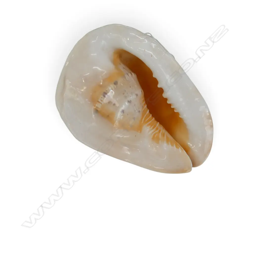 CONCH SHELL W.250mm Image 1++