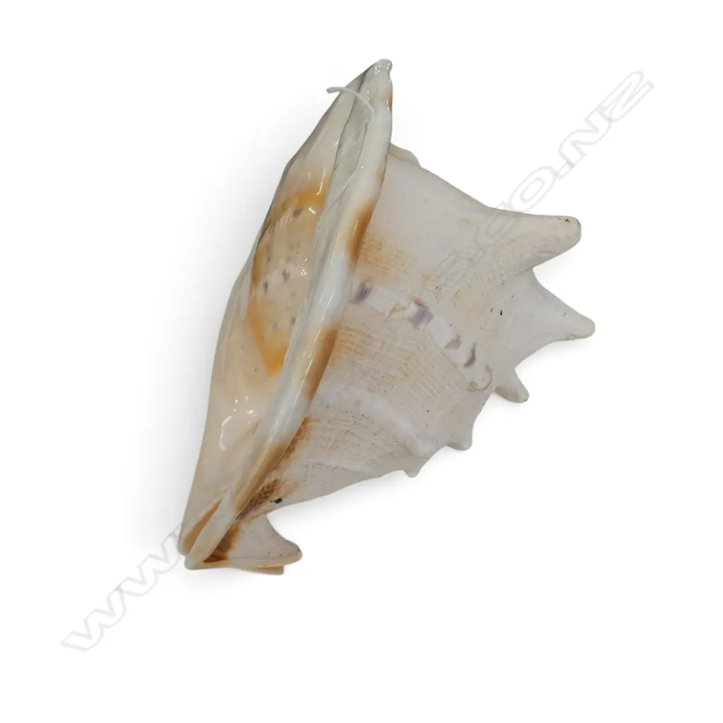 CONCH SHELL W.250mm Image 1++