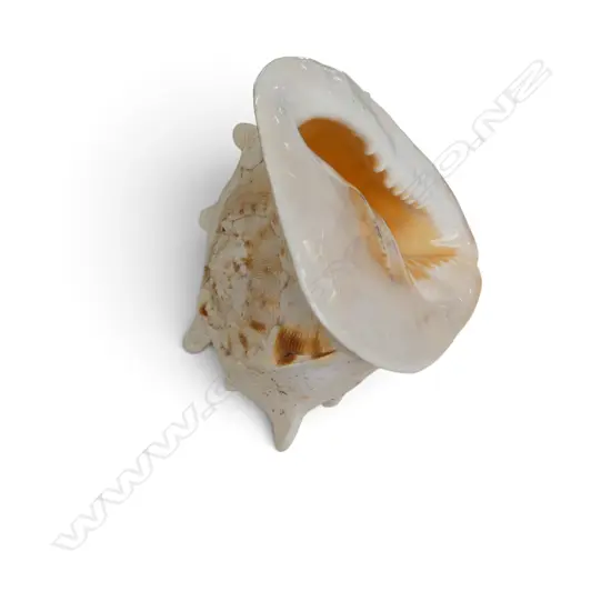 CONCH SHELL W.250mm