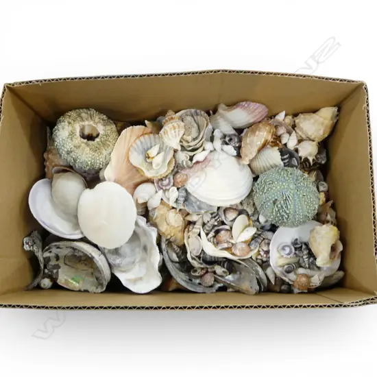 LG COLLECTION OF SHELLS