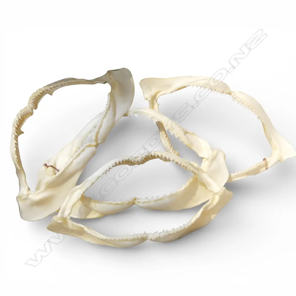 4 SHARK JAW SKELETONS Image 1++