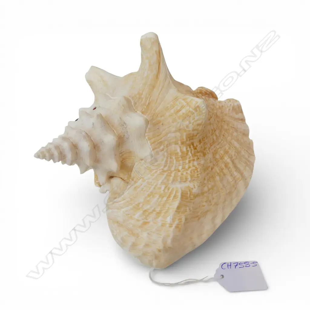 LG CONCH SHELL L.240mm Image 1++