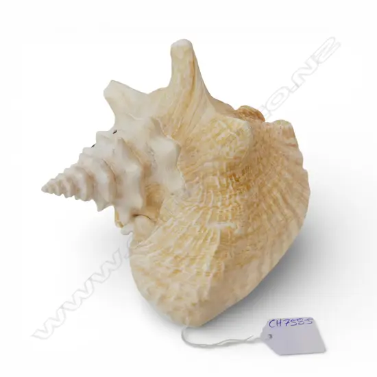 LG CONCH SHELL L.240mm