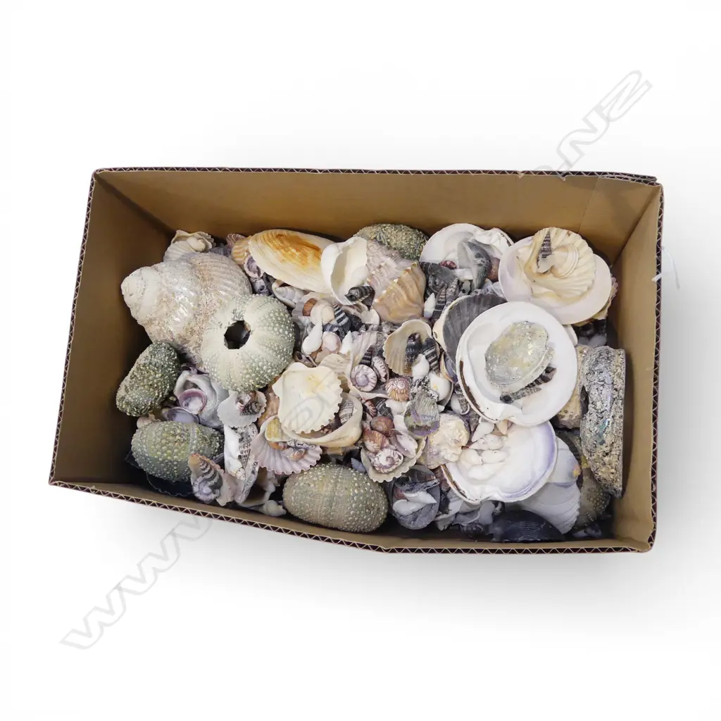 LG COLLECTION OF SHELLS Image 1++