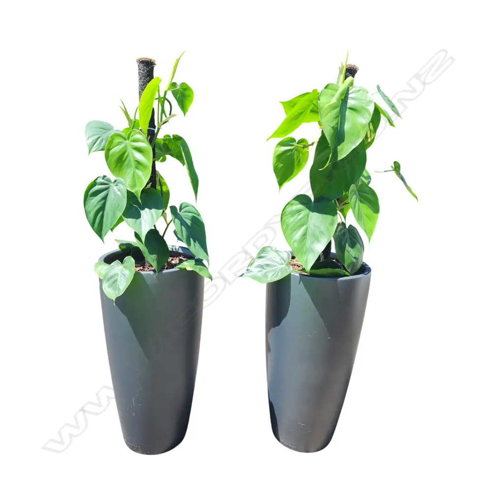 PAIR OF POTTED HEART LEAF PHILODENDRON 1200mm Image 1++
