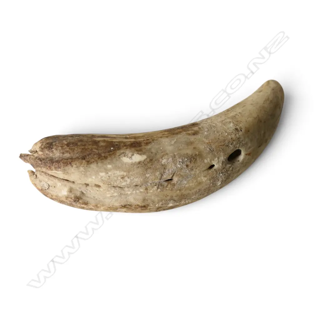 OLD MARINE IVORY TOOTH L.140mm Image 1++