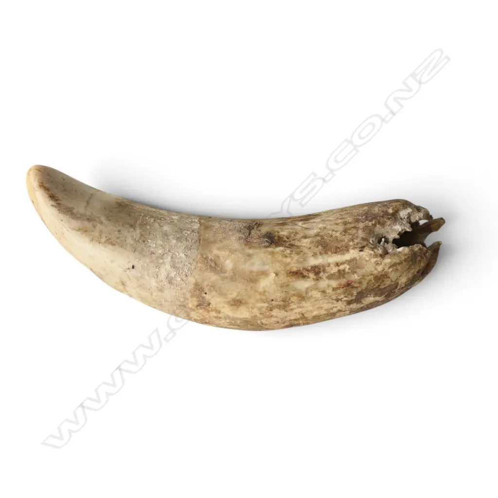 OLD MARINE IVORY TOOTH L.140mm Image 1++