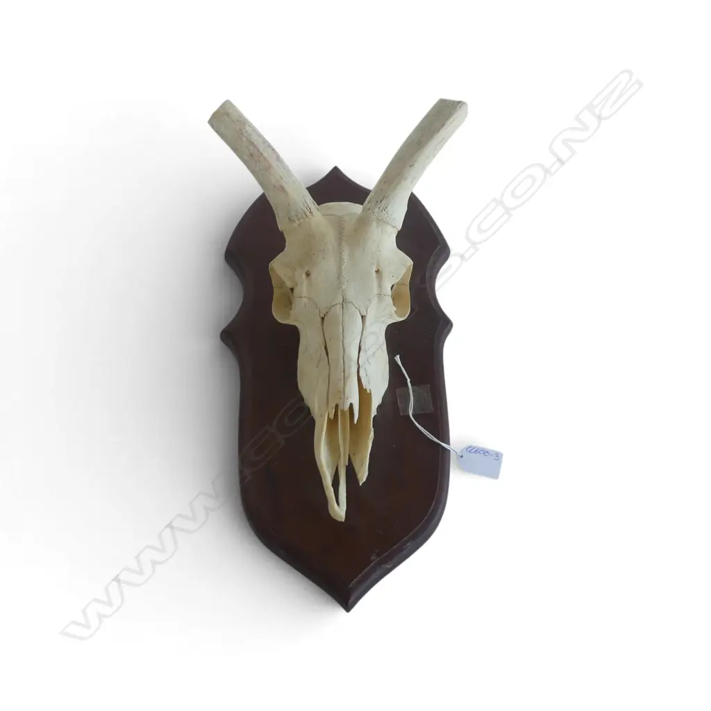 MOUNTED ANIMAL SKULL H.400mm Image 1++