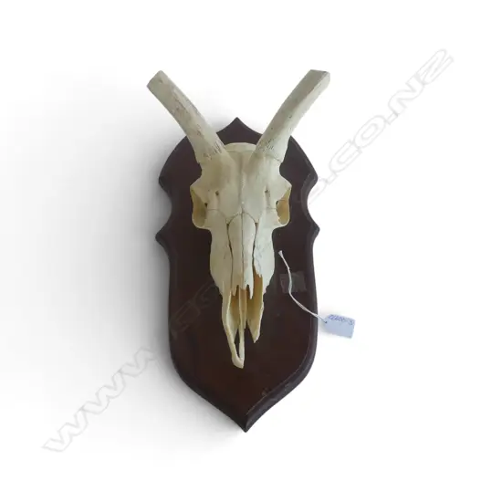 MOUNTED ANIMAL SKULL H.400mm