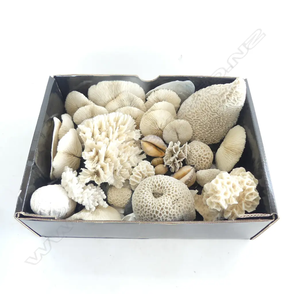 ASST. CORALS & SHELLS Image 1++
